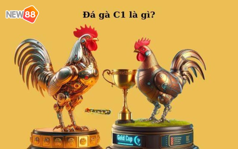Giới thiệu trực tiếp đá gà C1 